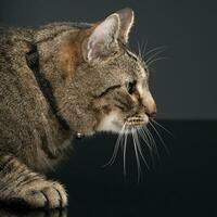 Fett inländisch Katze im ein Foto Studio