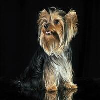 sehr nett lange Haar Yorkshire Terrier im Studio foto