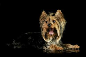 Studio Schuss von ein bezaubernd Yorkshire Terrier foto