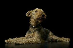 Studio Schuss von ein schön airedale Terrier foto