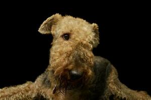 Porträt von ein schön airedale Terrier foto