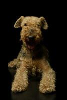 Studio Schuss von ein schön airedale Terrier foto