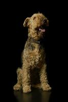 Studio Schuss von ein schön airedale Terrier foto