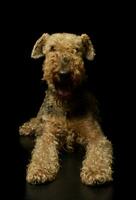 Studio Schuss von ein schön airedale Terrier foto