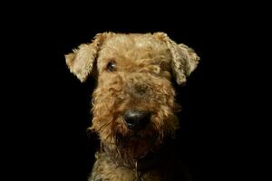 Porträt von ein schön airedale Terrier foto