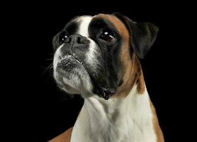 nett jung Boxer im das Foto Studio