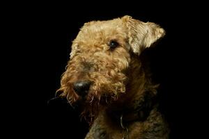 Porträt von ein schön airedale Terrier foto