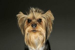 Porträt von ein bezaubernd Yorkshire Terrier foto