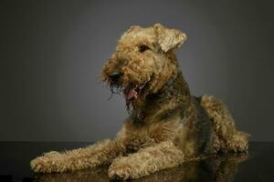 Studio Schuss von ein schön airedale Terrier foto