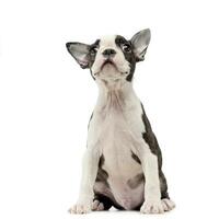 Hündchen Boston Terrier im ein Weiß Foto Studio