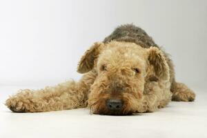 Studio Schuss von ein schön airedale Terrier foto