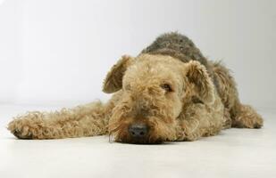 Studio Schuss von ein schön airedale Terrier foto