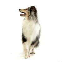 Studio Schuss von ein bezaubernd Sheltie foto