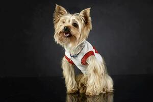 Süss Yorkshire Terrier Sitzung und suchen oben im Foto Studio