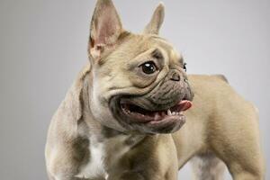 Studio Schuss von ein bezaubernd Französisch Bulldogge foto