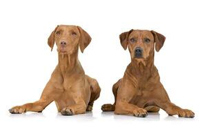 Studio Schuss von ein bezaubernd ungarisch vizsla und ein gemischt Rasse Hund foto