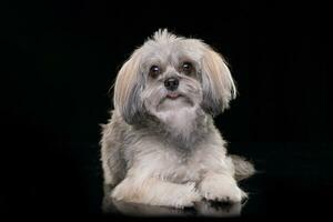 Studio Schuss von ein bezaubernd havanese Hund foto