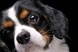 Porträt von ein bezaubernd Kavalier König Charles Spaniel foto