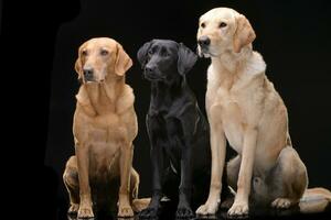 Studio Schuss von ein bezaubernd gemischt Rasse Hund, Labrador Retriever und ein golden Retriever foto