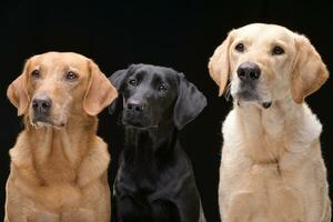 Studio Schuss von ein bezaubernd gemischt Rasse Hund, Labrador Retriever und ein golden Retriever foto