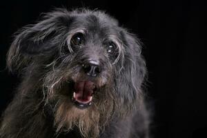 Porträt von ein bezaubernd gemischt Rasse Hund foto