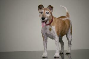 Studio Schuss von ein alt, bezaubernd Jack Russell Terrier foto