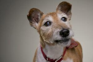 Porträt von ein alt, bezaubernd Jack Russell Terrier foto