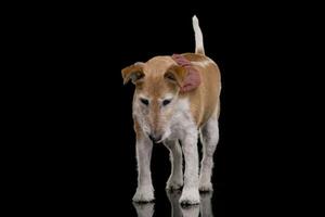 Studio Schuss von ein alt, bezaubernd Jack Russell Terrier foto