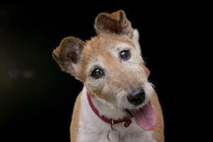 Porträt von ein alt, bezaubernd Jack Russell Terrier foto