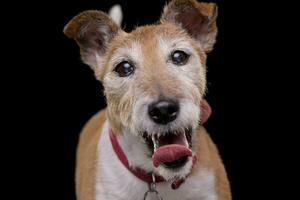 Porträt von ein alt, bezaubernd Jack Russell Terrier foto