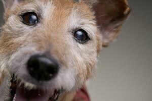 Porträt von ein alt, bezaubernd Jack Russell Terrier foto