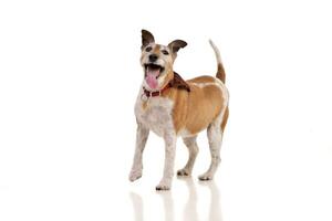 Studio Schuss von ein alt, bezaubernd Jack Russell Terrier foto