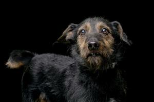 Porträt von ein bezaubernd gemischt Rasse Hund foto