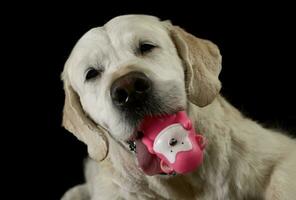 golden Retriever abspielen mit einem Gummi Affe im ein dunkel Foto Studio