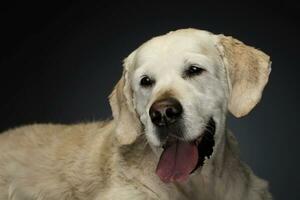 glücklich Labrador Retriever im ein grau Foto Studio