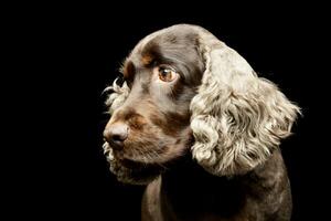 Porträt von ein bezaubernd Englisch Cocker Spaniel foto