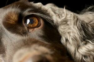 Porträt von ein bezaubernd Englisch Cocker Spaniel foto