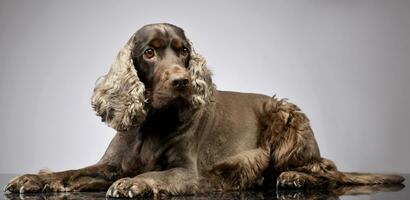 Studio Schuss von ein bezaubernd Englisch Cocker Spaniel foto