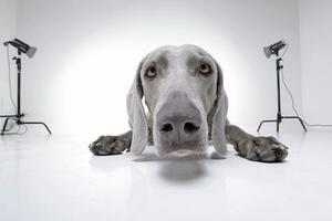 breit Winkel Porträt von ein bezaubernd Weimaraner Hund foto