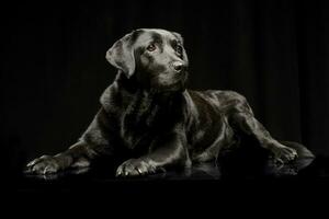 Studio Schuss von ein bezaubernd Labrador Retriever foto