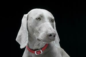 Porträt von ein bezaubernd Weimaraner Hund foto