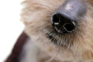schließen Schuss von ein bezaubernd Yorkshire Terrier Nase foto