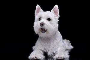 Studio Schuss von ein bezaubernd Westen Hochland Weiß Terrier foto