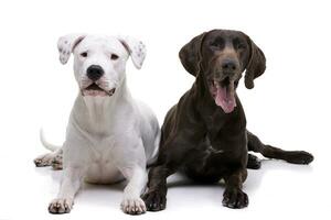 Studio Schuss von ein bezaubernd dogo Argentino und ein Deutsch kurzhaar foto