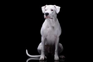 Studio Schuss von ein bezaubernd dogo Argentino foto