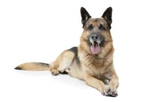 Studio Schuss von ein bezaubernd Deutsche Schäfer Hund foto