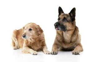 ein bezaubernd gemischt Rasse Hund und ein Deutsche Schäfer foto