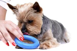 ein süß Yorkshire Terrier mit ein Blau Gummi Ring foto