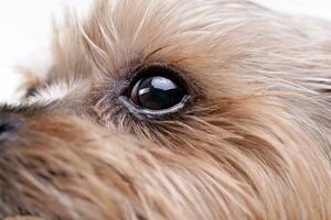 schließen Schuss von ein süß Yorkshire Terrier Auge foto