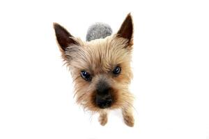 breit Winkel Porträt von ein süß Yorkshire Terrier foto